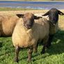 Rams Image 8