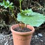 Plant Image 4