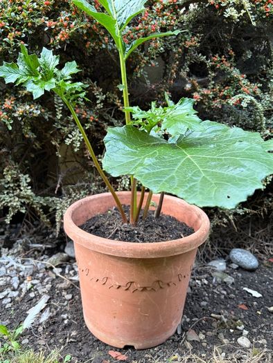 Plant