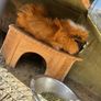 Guinea pigs Image 3