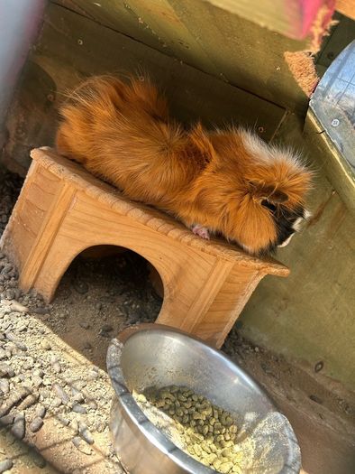 Guinea pigs