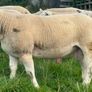 Pedigree Texel rams shearlings Image 6
