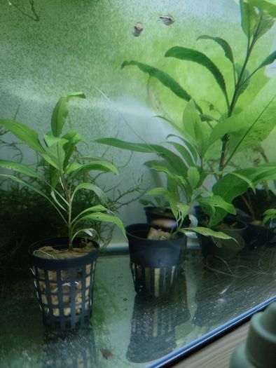 Aquarium moss and plants XXL portions