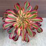 aeonium lina (rare succulent) Image 9