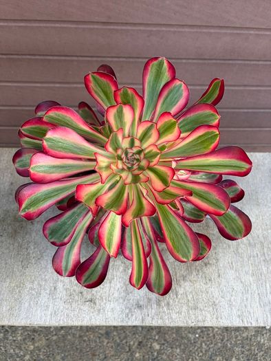 aeonium lina (rare succulent)