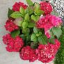 Matured Hydrangea macrophylla plants Image 4