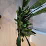 Sansevieria Zeylanica trough Image 5