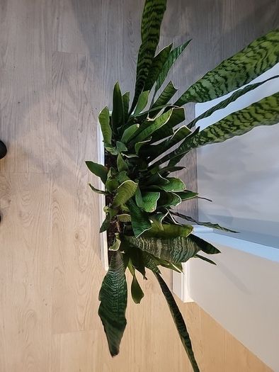 Sansevieria Zeylanica trough