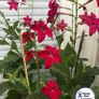 (N) Nicotiana Seeds Crimson Bedder Flowering Tobacco (602155) Image 2