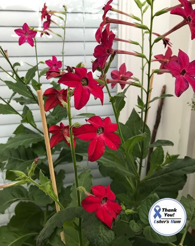 (N) Nicotiana Seeds Crimson Bedder Flowering Tobacco (602155)