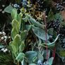 Neptune Poppy Sturley Alpine Wreath. Image 3