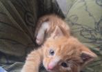 kitten very young
