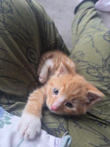 kitten very young