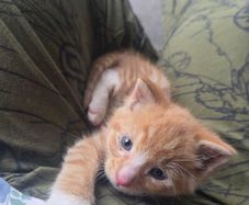 kitten very young
