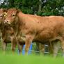 Limousin Sale of Heifers Image 8
