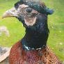 taxidermy pheasant Image 3