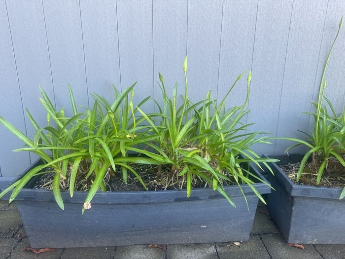 plant
