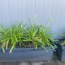plant Image 6