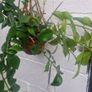 flowerAeschynanthus 'Mona Lisa' Image 6