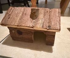 hamster house