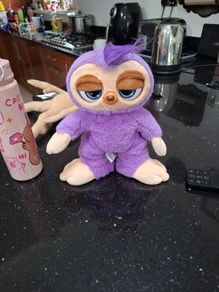 teddy
