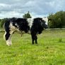 Hybrid Bull - For Sale In Drumshambo Mart - Friday Image 2