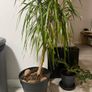 Plant Image 2