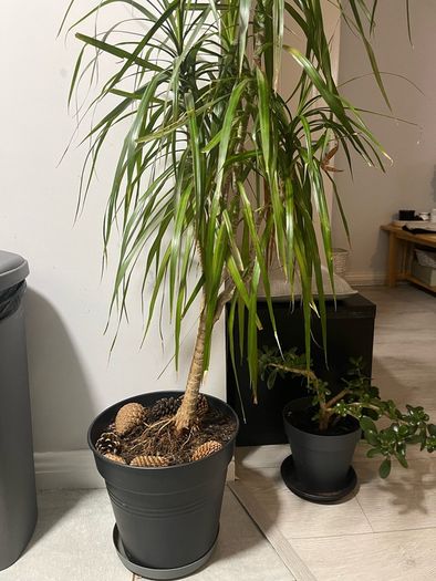 Plant