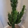Euphorbia Trigona Image 3