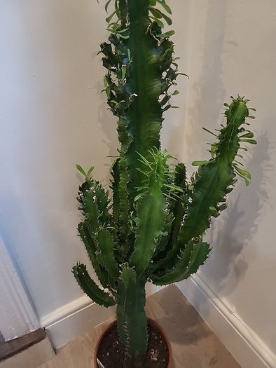 Euphorbia Trigona