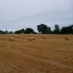 Spring Barley Straw
