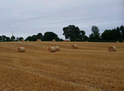 Spring Barley Straw