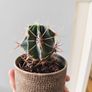 cacti Image 10