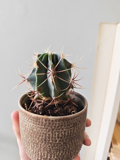 cacti
