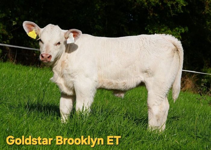 Pedigree Charolais Cattle