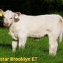 Pedigree Charolais Cattle Image 8