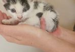Kitten