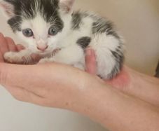 Kitten