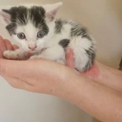 Kitten