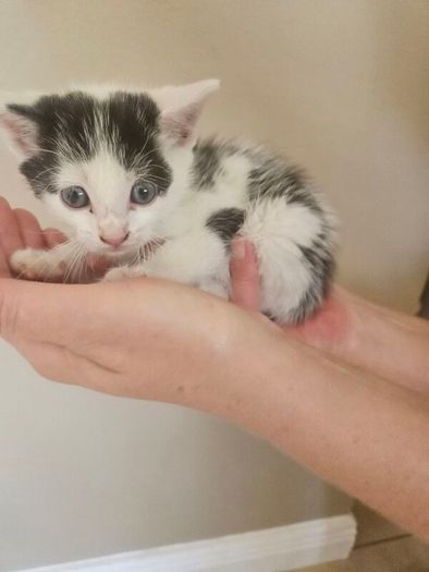 Kitten