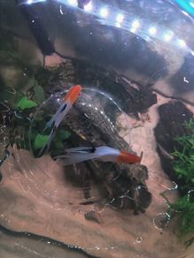Angel fish