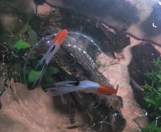 Angel fish