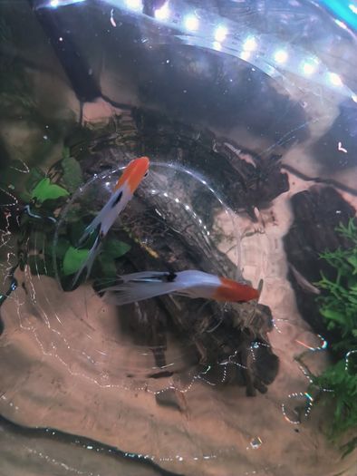 Angel fish