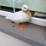Call ducks Image 2
