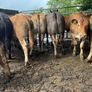 Cattle Image 5