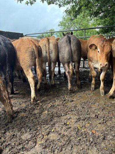 Cattle