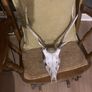 sika deer with antlers Image 4