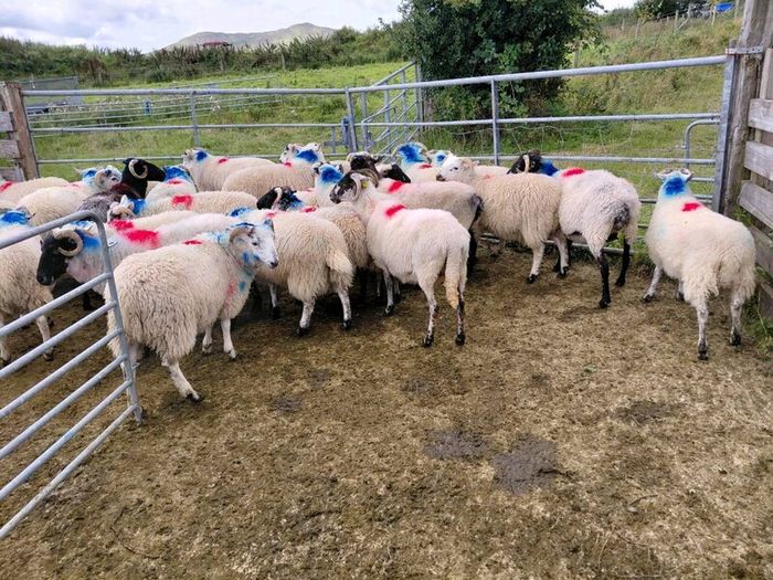 Organic Store Lambs