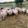 Organic Store Lambs Image 2