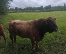 Dexter Bull Organic